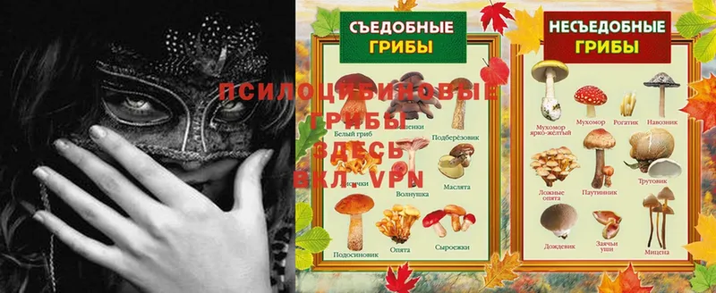 Псилоцибиновые грибы Cubensis  где найти   Лебедянь 